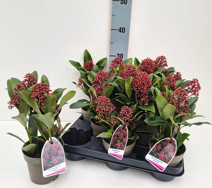 <h4>SKIM J RUBELLA</h4>