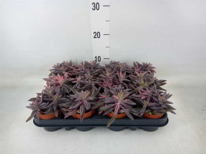 <h4>Kalanchoe NF tubiflora</h4>