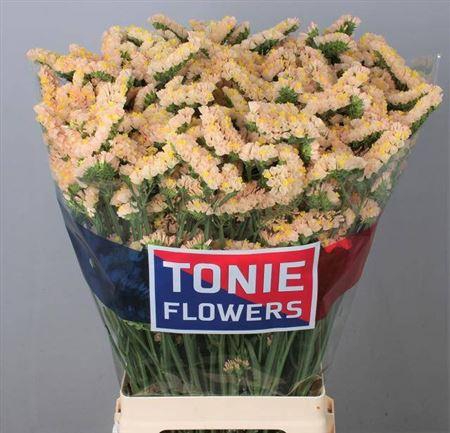 <h4>LIM S GLOW SUN BIRDS</h4>