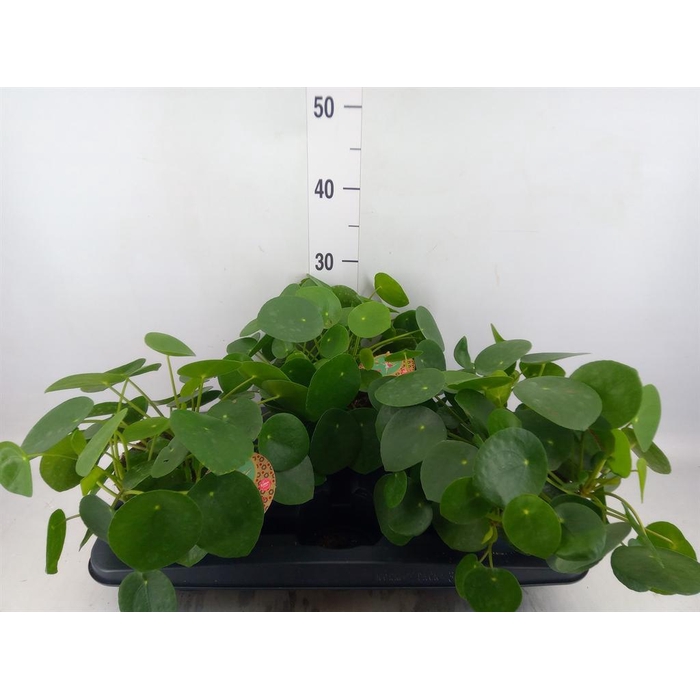<h4>Pilea peperomioides</h4>