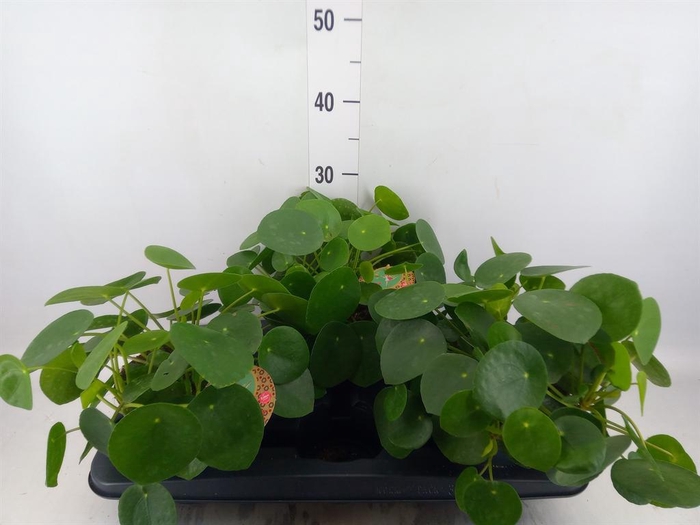 Pilea peperomioides