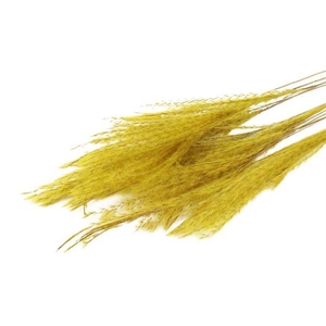 Bunch Fluffy Silver Grass 10pcs L75