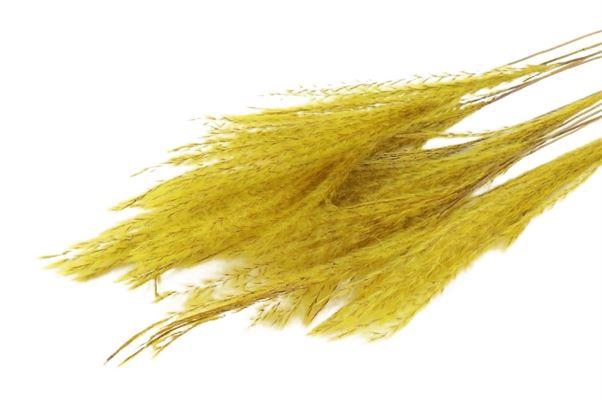 Bunch Fluffy Silver Grass 10pcs L75