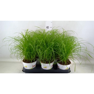 Cyperus alternifolius 'Zumula'