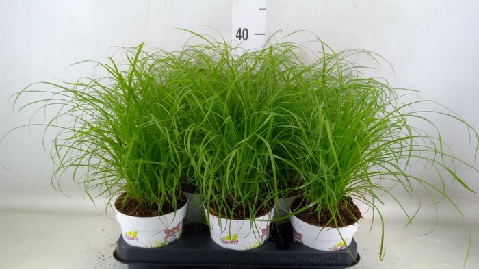 <h4>Cyperus alternifolius 'Zumula'</h4>