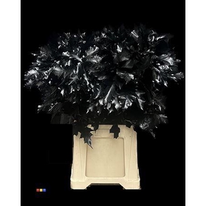 Quercus Klb Black 80cm GK