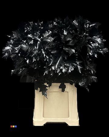 <h4>Quercus Klb Black 80cm GK</h4>