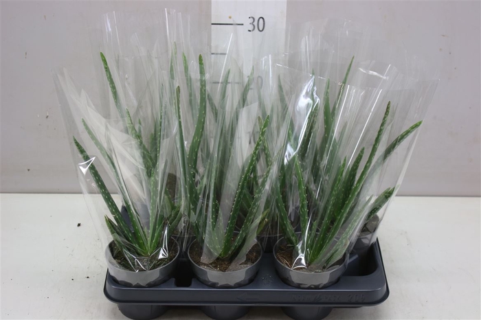 <h4>Aloe Vera</h4>
