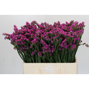 Limonium sinuatum Rosella Sun Birds