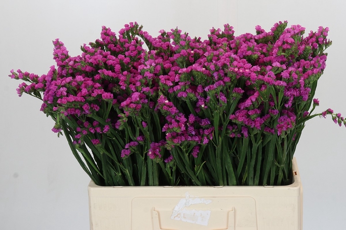 <h4>Limonium sinuatum Rosella Sun Birds</h4>