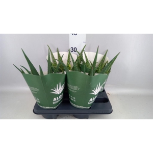 Aloe ...mix