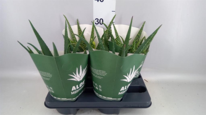 <h4>Aloe ...mix</h4>