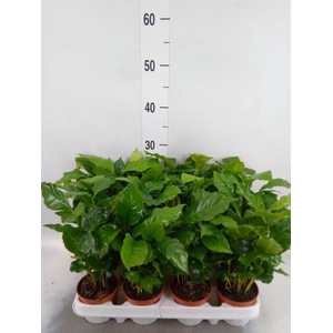 Coffea arabica