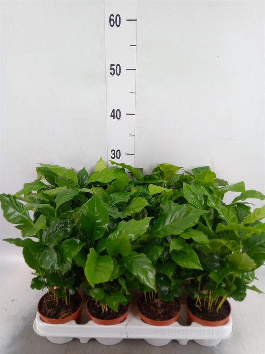<h4>Coffea arabica</h4>