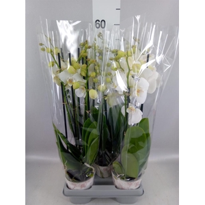Phalaenopsis  'Ant Inverness'