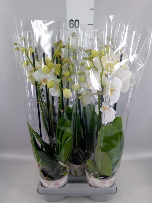 <h4>Phalaenopsis  'Ant Inverness'</h4>