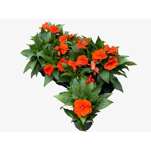 IMPAT CP DEEP ORANGE