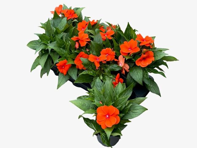<h4>IMPAT CP DEEP ORANGE</h4>
