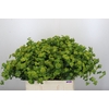 Bupleurum Griffithii
