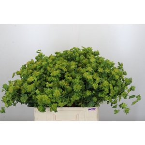 Bupleurum Griffithii