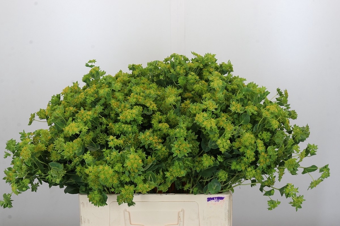 <h4>Bupleurum Griffithii</h4>