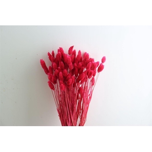 Dried Phalaris X5 Cerise Bunch