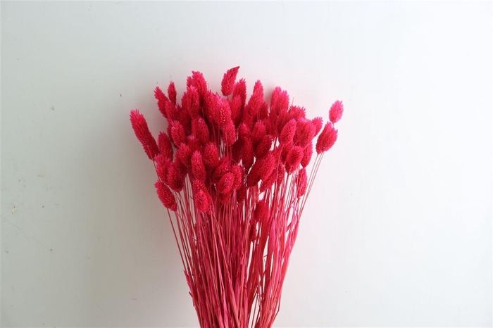 <h4>Dried Phalaris X5 Cerise Bunch</h4>