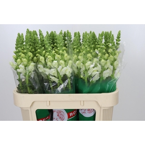 Antirrhinum Potomac Ivory White