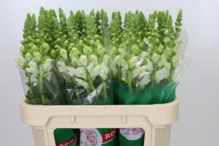 <h4>Antirrhinum Potomac Ivory White</h4>