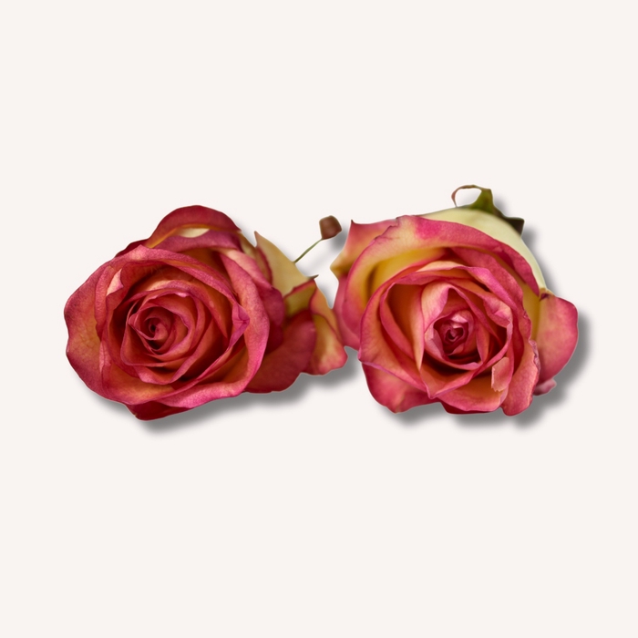 Roos Hermosa 5,5-6cm