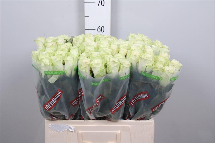 <h4>R Gr Athena</h4>