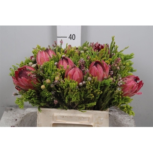 Kaaps Allerheiligenboeket Bos