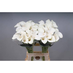Calla Captain Ventura Kallaland