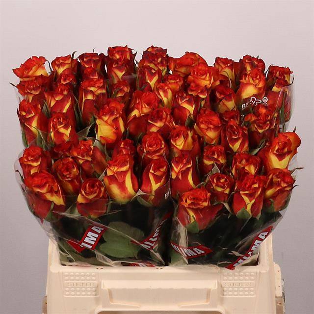 <h4>Rosa large high & magic</h4>