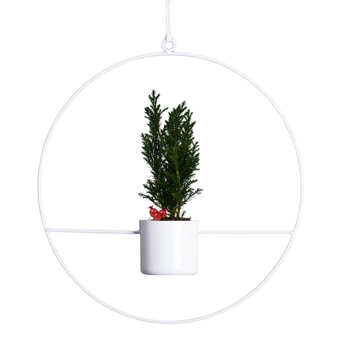 <h4>CHAMAECYPARIS LAWSONIANA p6</h4>