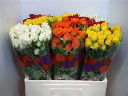 <h4>R Tr Gem In Fust</h4>