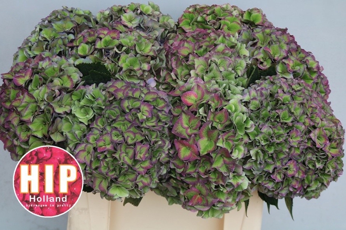 <h4>HYDR M CH RODEO CL</h4>