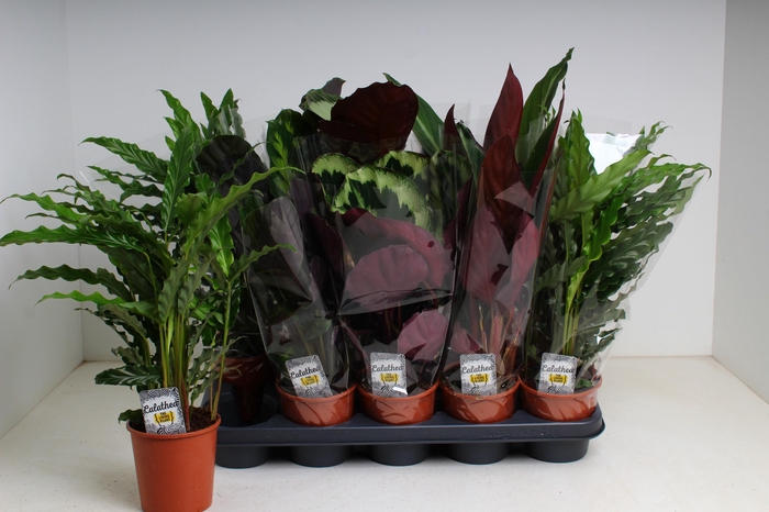 <h4>CALAT GEM 3 SRT</h4>