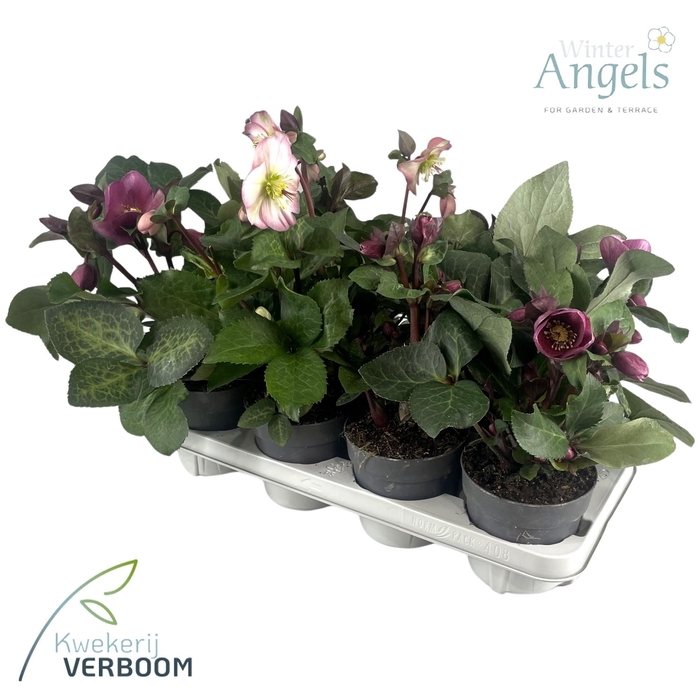<h4>Helleborus Frostkiss mix p13</h4>