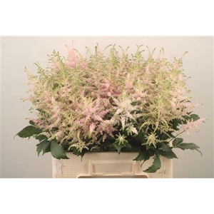 Astilbe Europa Light Pink