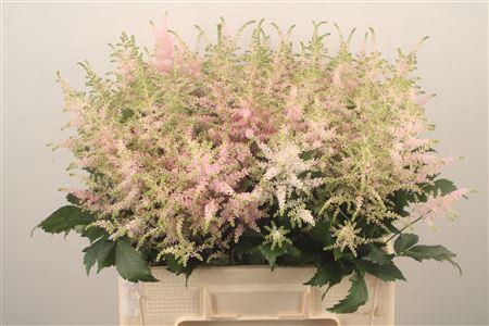 <h4>Astilbe Europa Light Pink</h4>