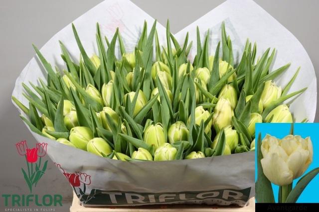 <h4>TU DU AVANT GARDE</h4>