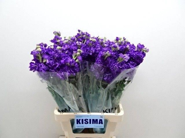 <h4>Matth Iron Purple</h4>