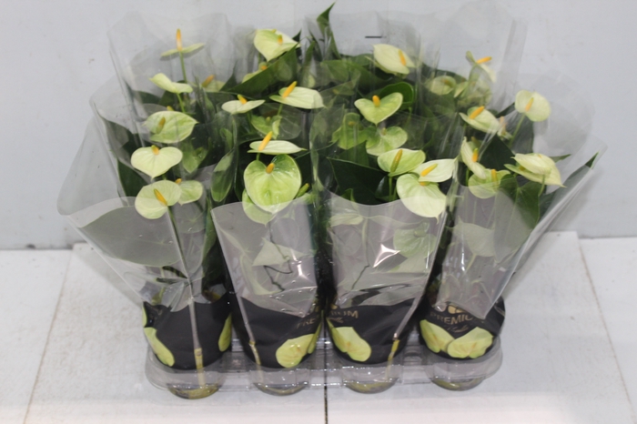 <h4>ANTHURIUM VANILLA P09 PREMIUM</h4>