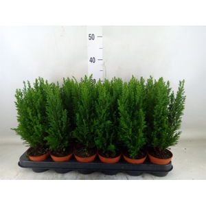 Chamaecyparis laws. 'Ellwoodii'