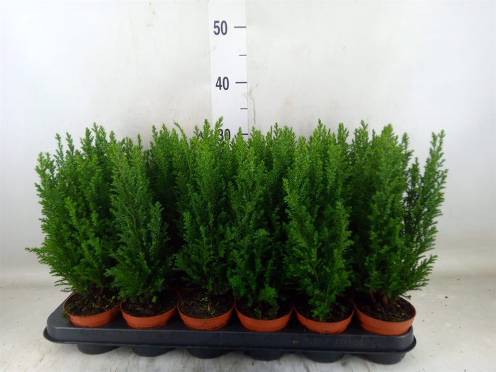 <h4>Chamaecyparis laws. 'Ellwoodii'</h4>