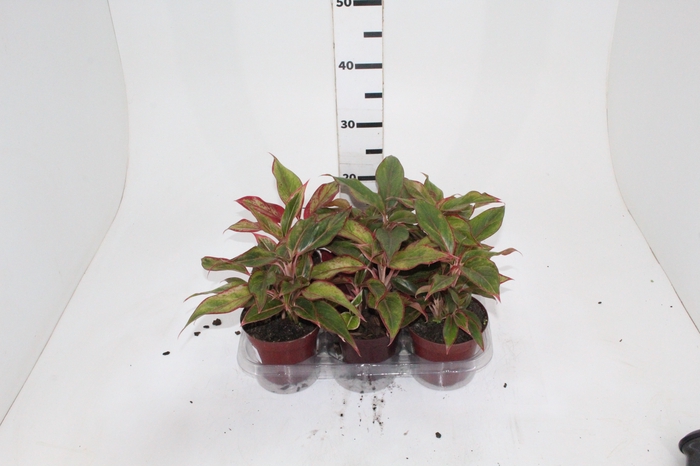 <h4>AGLAONEMA CRETA P12</h4>