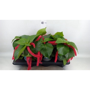 Acalypha hispida