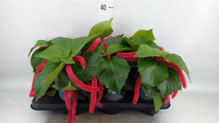 <h4>Acalypha hispida</h4>