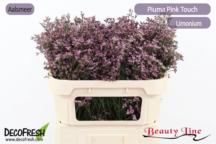 <h4>LIM PIUMA PINK TOUCH</h4>